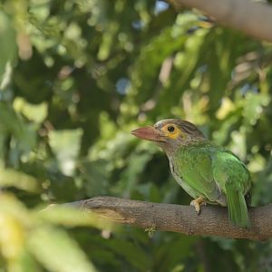 Brown-headed Barbet Psilopogon zeylanicus