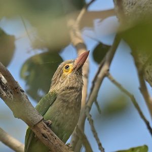 Brown-headed Barbet Psilopogon zeylanicus