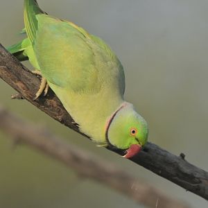 Rose-ringed Parakeet Psittacula krameri