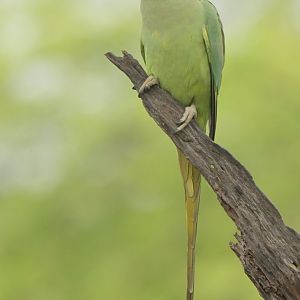 Rose-ringed Parakeet Psittacula krameri