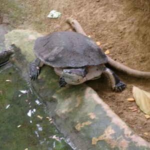 Hilaire’s side-necked turtle