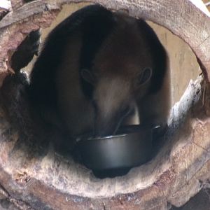 Paraguayan tamandua