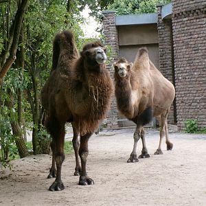 Bactrian camels