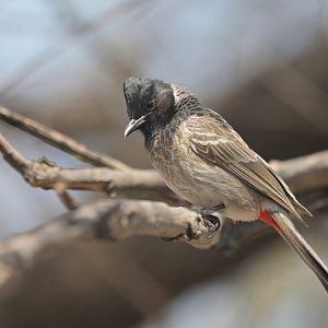 Red-vented Bulbul Pycnonotus cafer