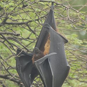Indian flying-fox Pteropus indicus