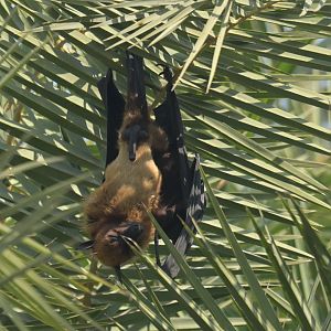 Indian flying-fox Pteropus indicus