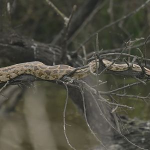 Indian rock python Python molurus