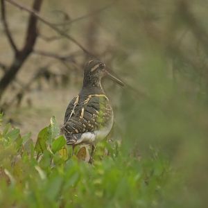 Greater Painted-snipe Rostratula benghalensis