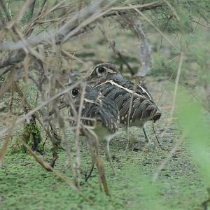 Greater Painted-snipe Rostratula benghalensis