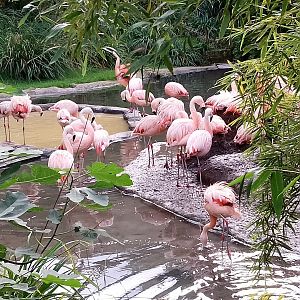 Chilean flamingoes