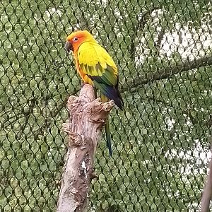Sun parakeet