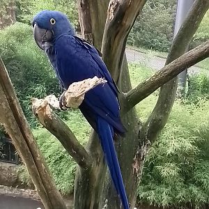 Hyacinth macaw