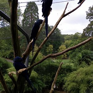 Hyacinth macaws