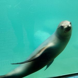 California sea lion
