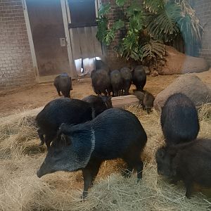 Collared peccaries