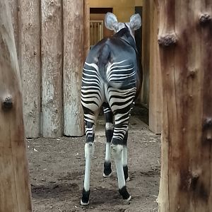Okapi