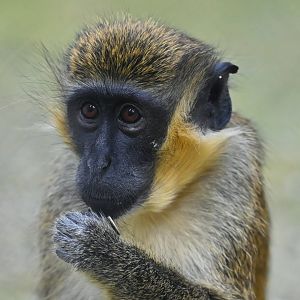 Green monkey Chlorocebus sabaeus