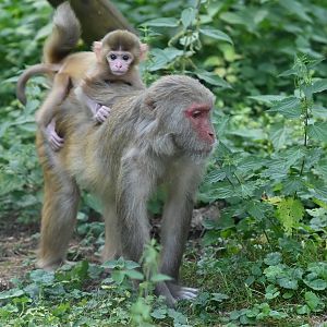 Rhesus macaque Macaca mulatta