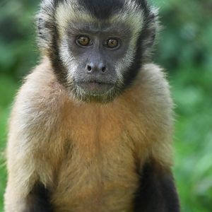 Brown capuchin monkey Sapajus apella