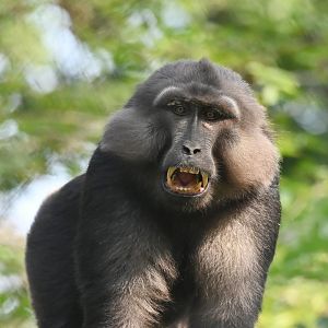 Tonkean macaque Macaca tonkeana