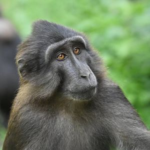 Tonkean macaque Macaca tonkeana