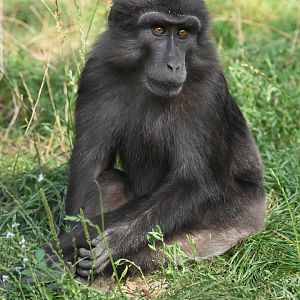 Tonkean macaque Macaca tonkeana