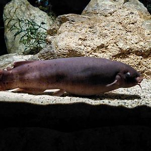 Electric catfish