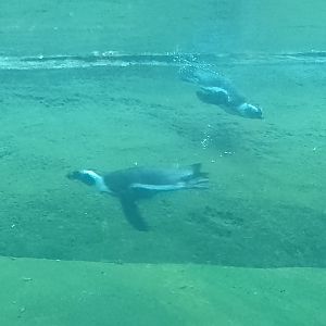 African penguins