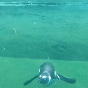African penguin