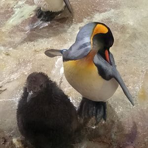 King penguins