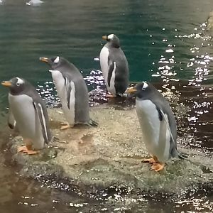 Subantarctic gentoo penguins