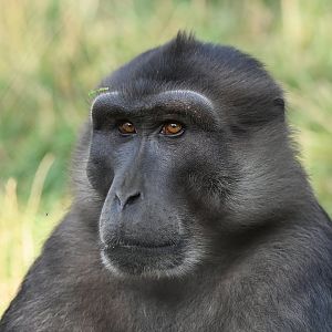 Tonkean macaque Macaca tonkeana