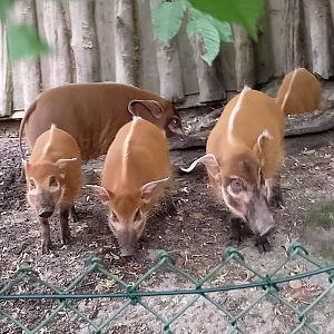 Red river hogs