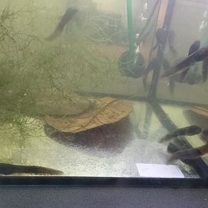 Majorcan midwife toad tadpoles