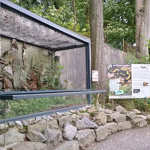 Fire salamander enclosure