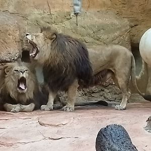 Lions
