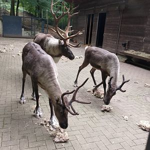 Eurasian forest reindeer