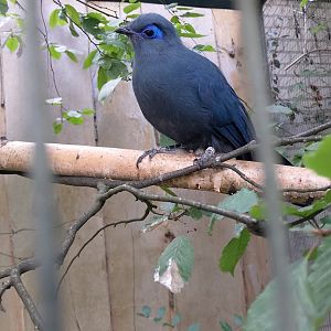 Blue coua
