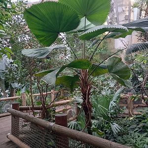 Tropical walk-through aviary