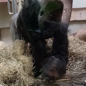 Western lowland gorilla