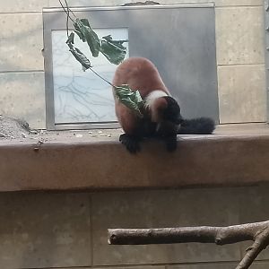 Red-ruffed lemur