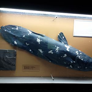 Coelacanth and Gyroptychius