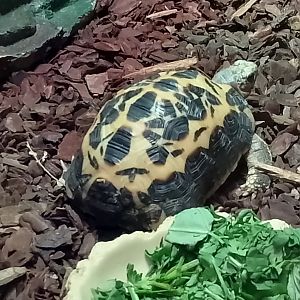 Spider tortoise