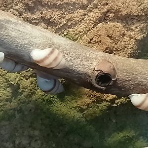 Moorean viviparous tree snails