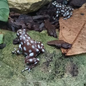 Marañón poison frogs