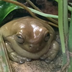 Australian green tree frog