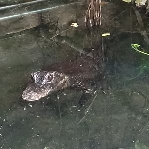 Dwarf crocodile