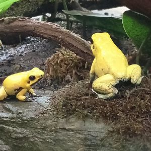 Golden poison dart frogs