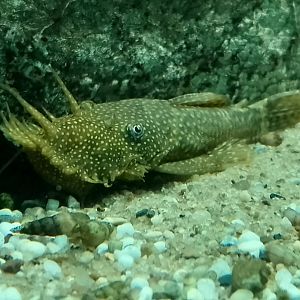 Bushymouth catfish
