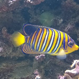 Regal angelfish